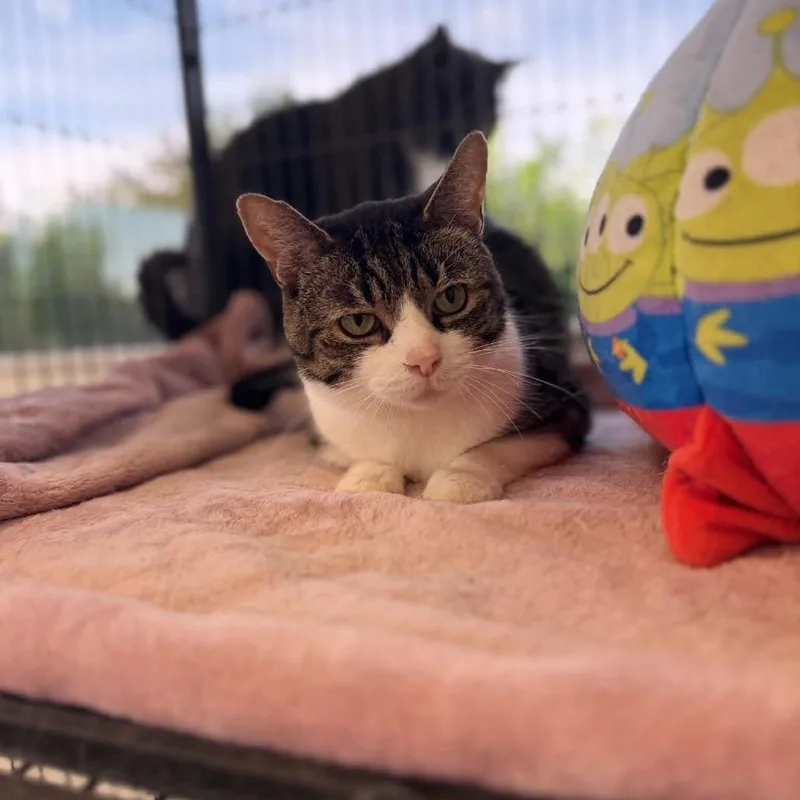 A senior large-sized male Domestic Short Hair cat named Bert for adoption in Portage, MI