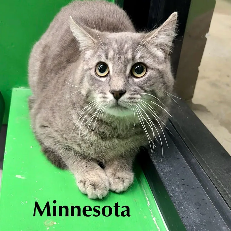 Minnesota