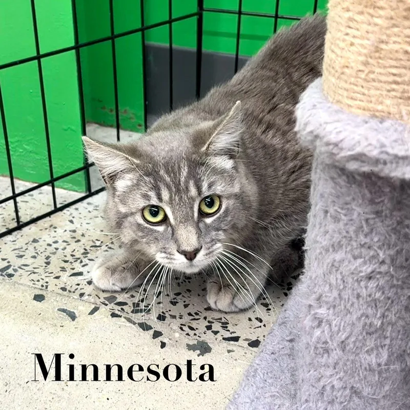 Minnesota thumbnail 3