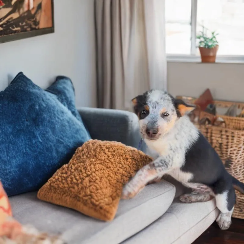 A baby small-sized male Gray / Blue / Silver Australian Cattle Dog / Blue Heeler dog named Isaac for adoption in Phoenix, AZ