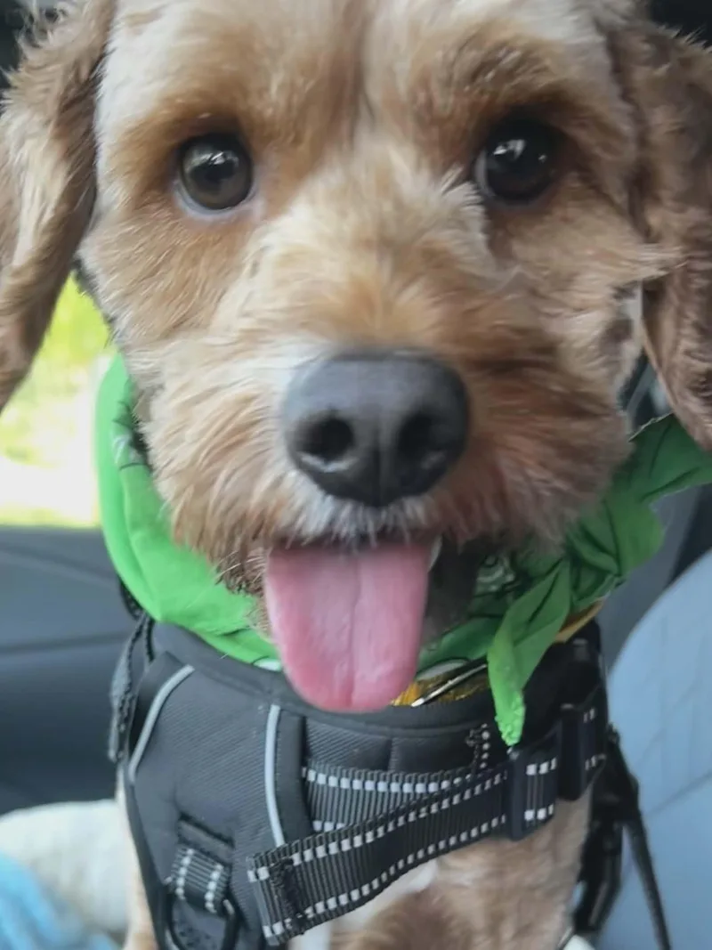 An adult small-sized female Cockapoo dog named Willow Moore for adoption in Saunderstown, RI
