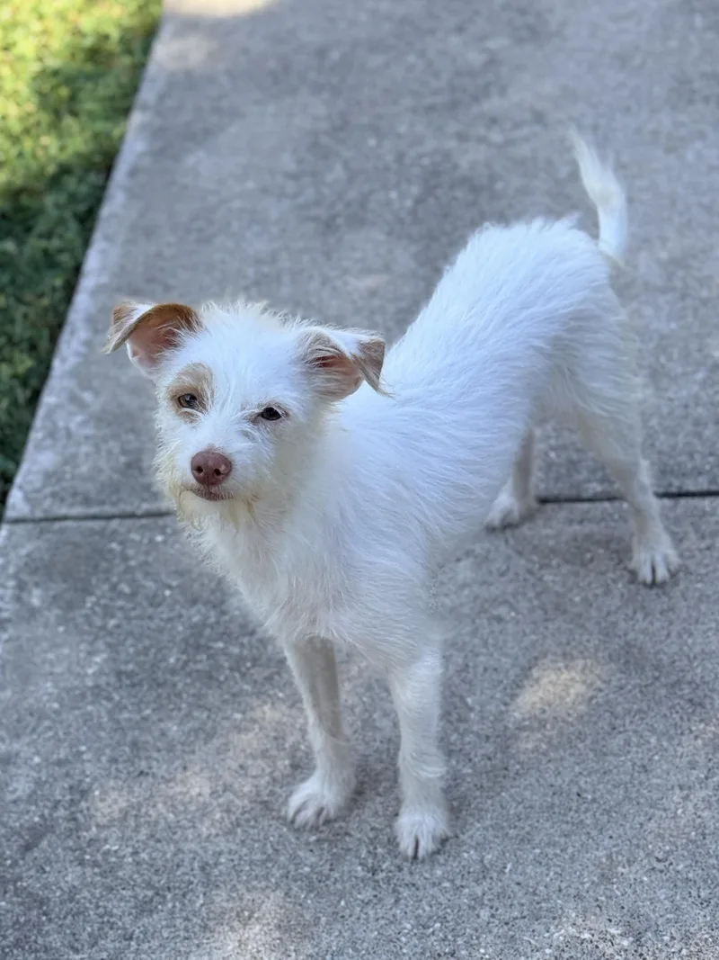A young small-sized female White / Cream Chinese Crested Dog dog named Matildakeri for adoption in Houston, TX