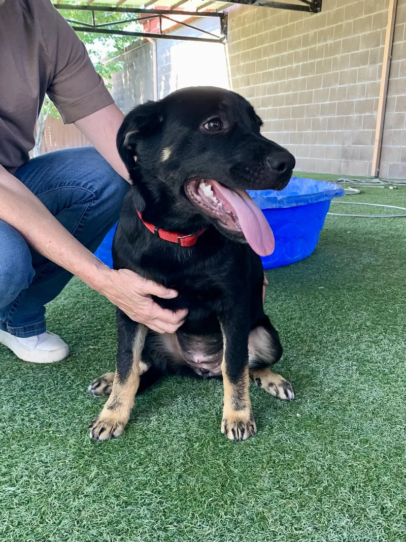 A baby large-sized female Black Shepherd dog named Tubbs for adoption in Grass Valley, CA