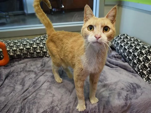 A senior small-sized male Domestic Short Hair cat named Pops for adoption in Sacramento, CA