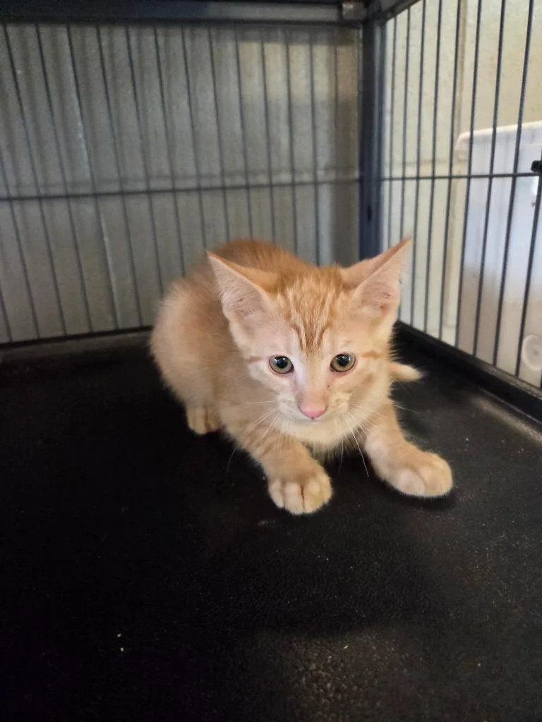A baby small-sized female Domestic Short Hair cat named Olivia for adoption in Bossier City, LA