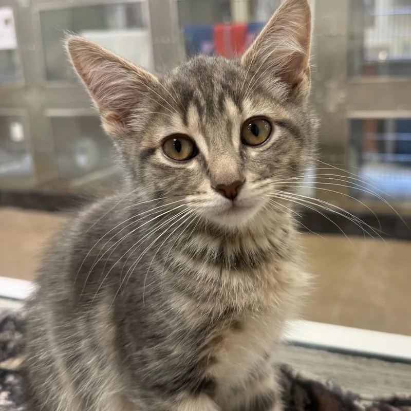 A baby small-sized male Gray / Blue / Silver Domestic Short Hair cat named Uncle Donald's Recliner for adoption in York, PA