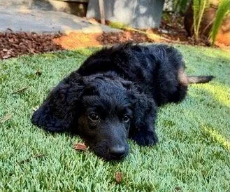 A baby large-sized female Golden Retriever dog named Bevvie: Smoothie for adoption in Palo Alto, CA