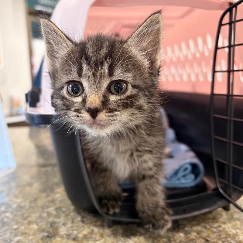 A baby small-sized male Brown / Chocolate Domestic Short Hair cat named Jack Jack for adoption in Spokane, WA