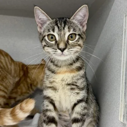 A baby small-sized female Black Domestic Short Hair cat named Apricot for adoption in Atlanta, GA