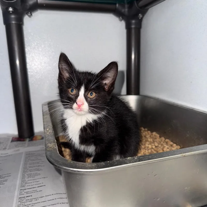 A baby small-sized male Black Domestic Short Hair cat named Panda for adoption in New York, NY