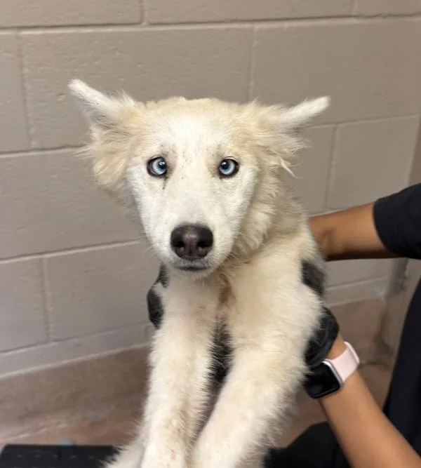 A young large-sized female Siberian Husky dog named Ojos for adoption in San Diego, CA