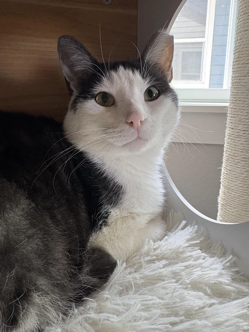 An adult medium-sized male Black & White / Tuxedo Domestic Short Hair cat named Lincoln Bell for adoption in Morrison, CO