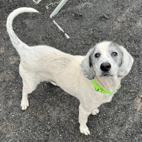 An adult medium-sized female Beagle dog named Sweet Pea for adoption in Quakertown, PA