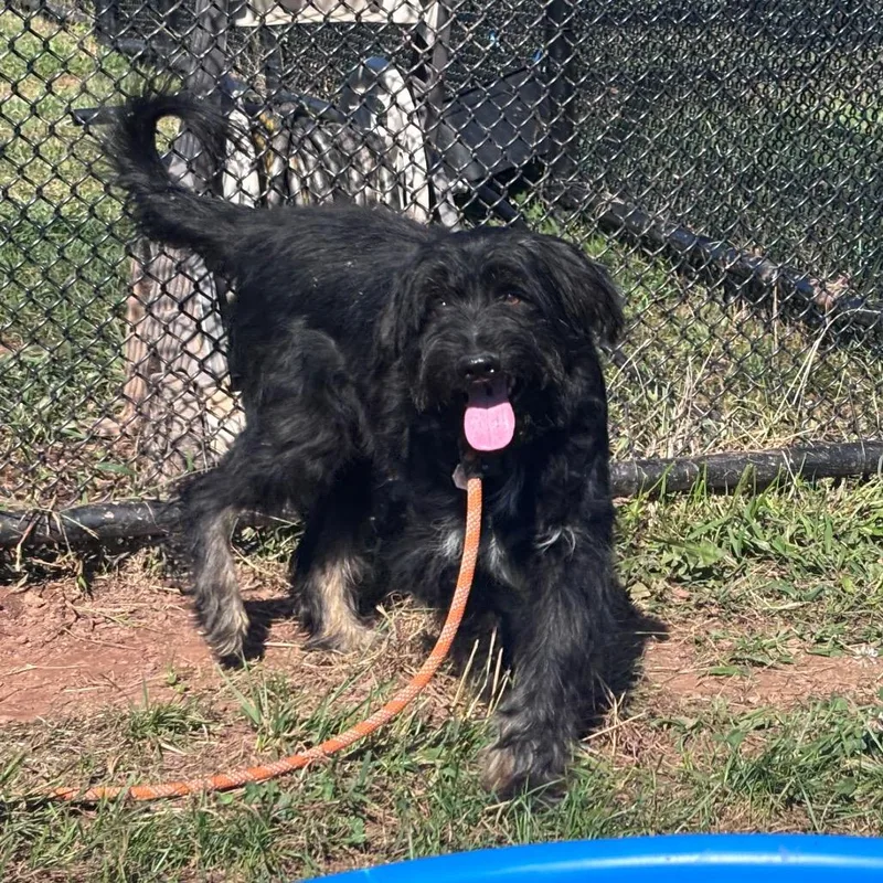 An adult medium-sized male Border Collie dog named French Silk Pie for adoption in York, PA