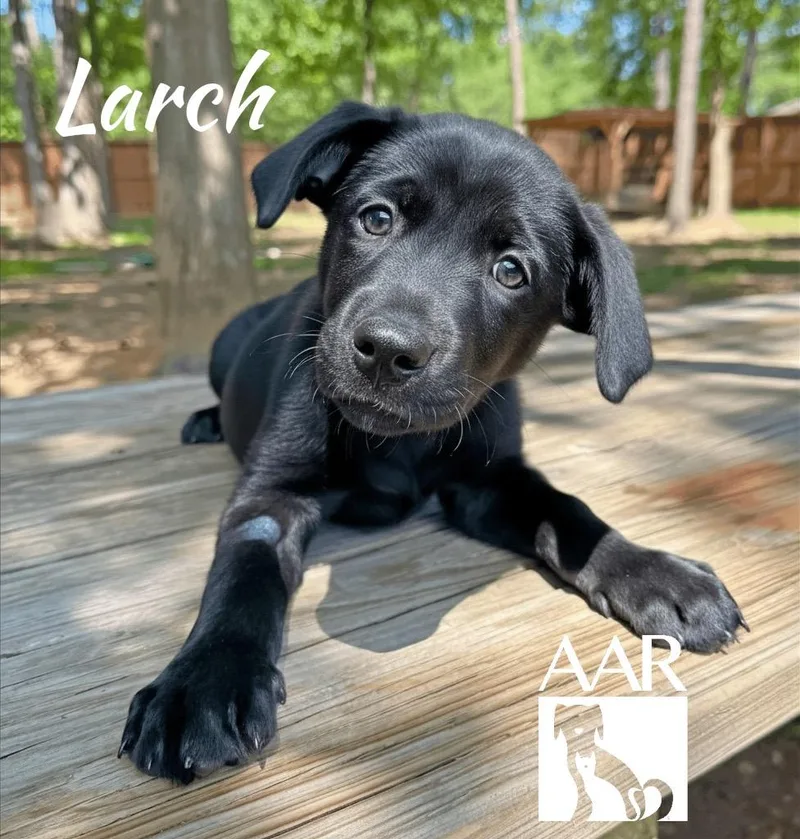 A baby medium-sized male Labrador Retriever dog named Larch for adoption in Magnolia, TX