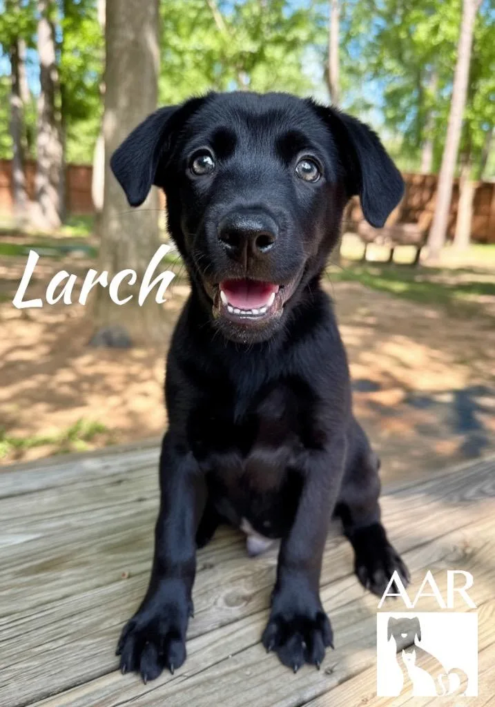 Larch thumbnail 4