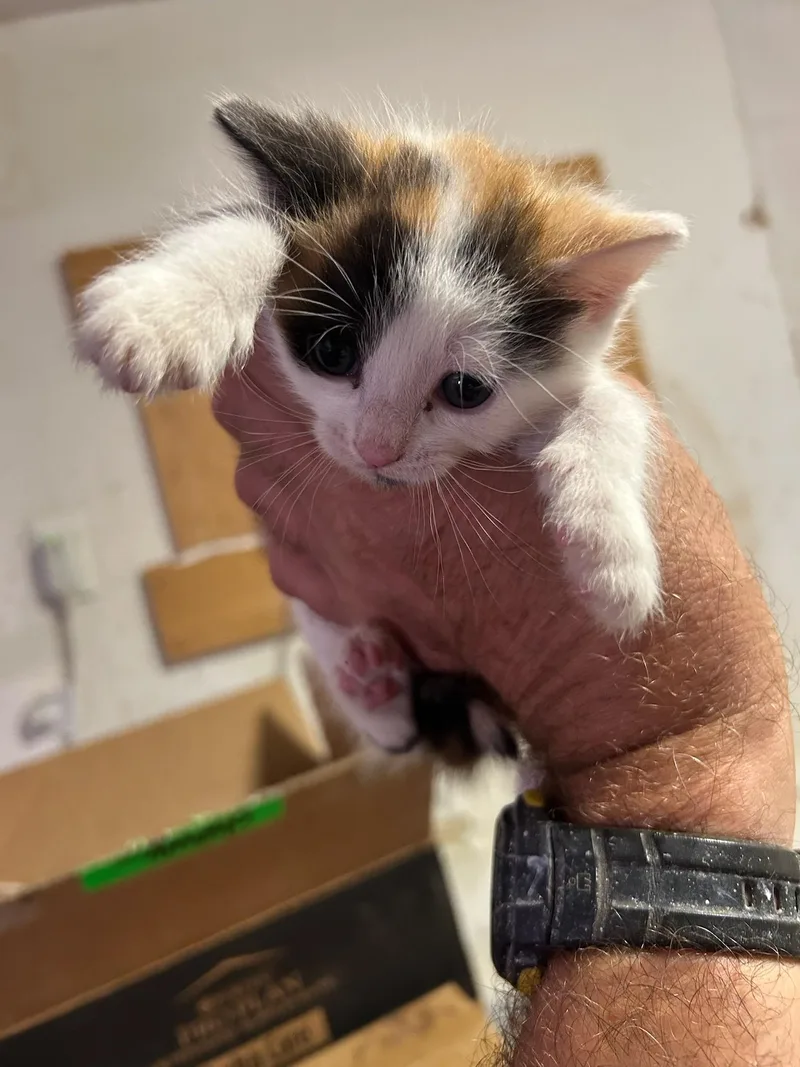A young small-sized female White Domestic Medium Hair cat named Shebang for adoption in Houston, TX