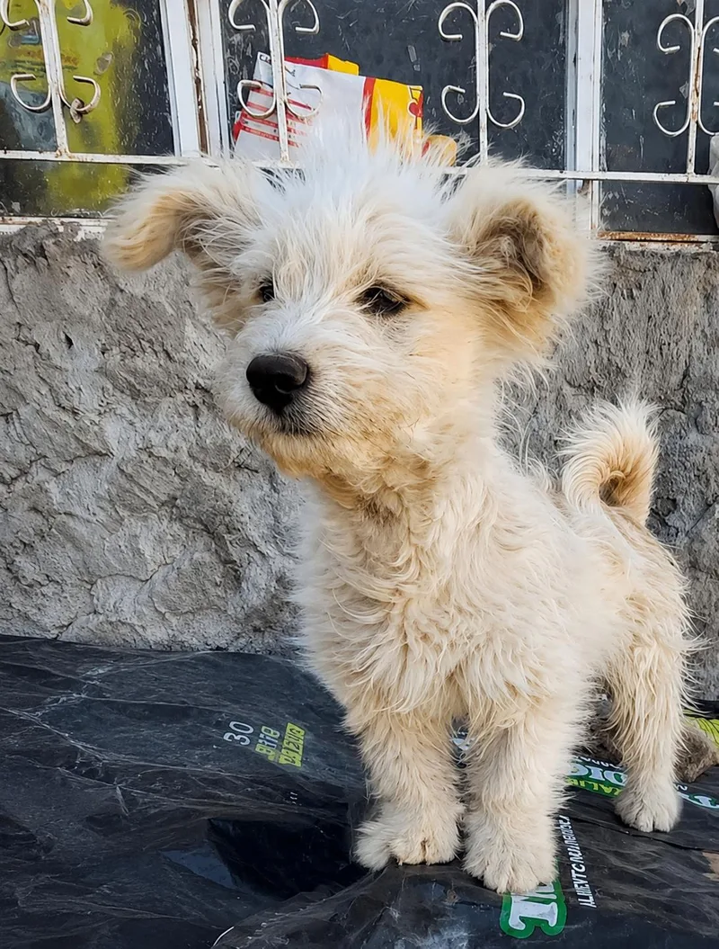 A baby small-sized female White / Cream Poodle dog named Enya for adoption in Vernon, CT