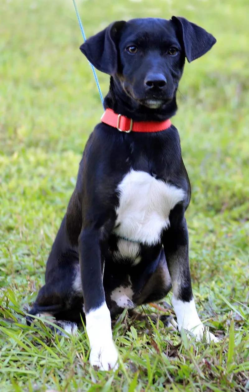A baby medium-sized male Hound dog named River for adoption in North Fort Myers, FL