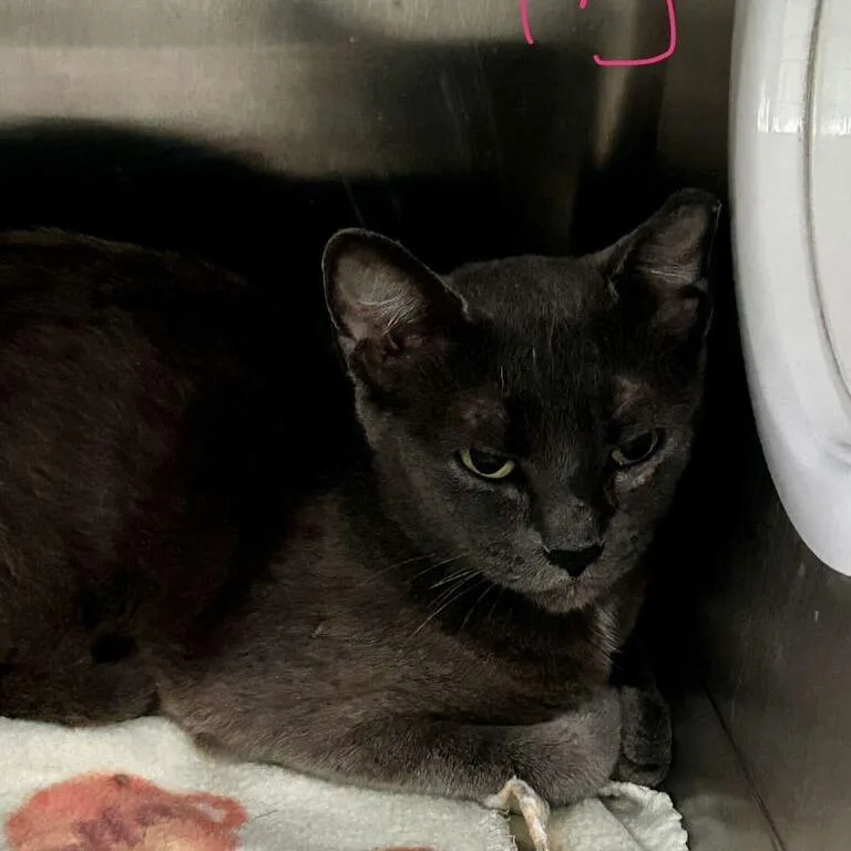 A young small-sized female Gray / Blue / Silver Domestic Short Hair cat named Vespera for adoption in Spruce Pine, NC