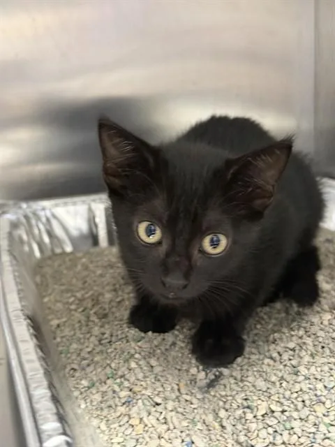 A baby small-sized female Domestic Short Hair cat named Poppy for adoption in Naples, FL