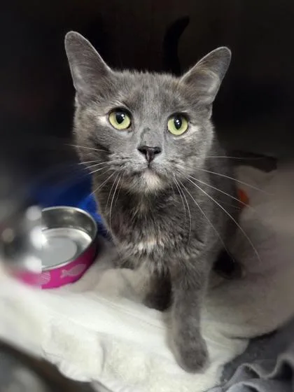 An adult small-sized female Domestic Short Hair cat named Princess Buttercup for adoption in Westland, MI