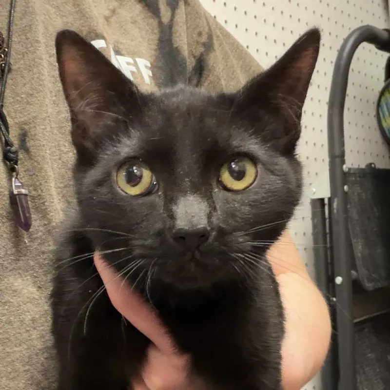 A baby small-sized male Black Domestic Short Hair cat named Moon for adoption in Beckley, WV