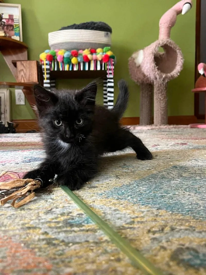 A baby small-sized male Domestic Medium Hair cat named Fiasco for adoption in Milwaukee, WI