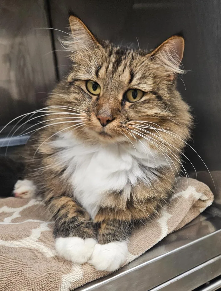 A young medium-sized female Domestic Medium Hair cat named Trixie for adoption in Mocksville, NC