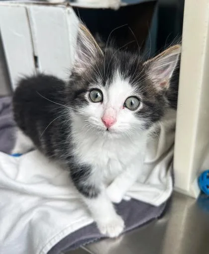 Einstein