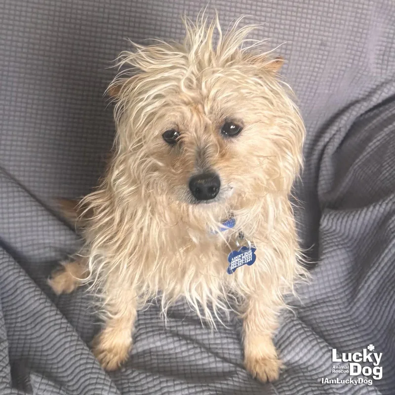 An adult small-sized male West Highland White Terrier / Westie dog named Gregory for adoption in Washington, DC
