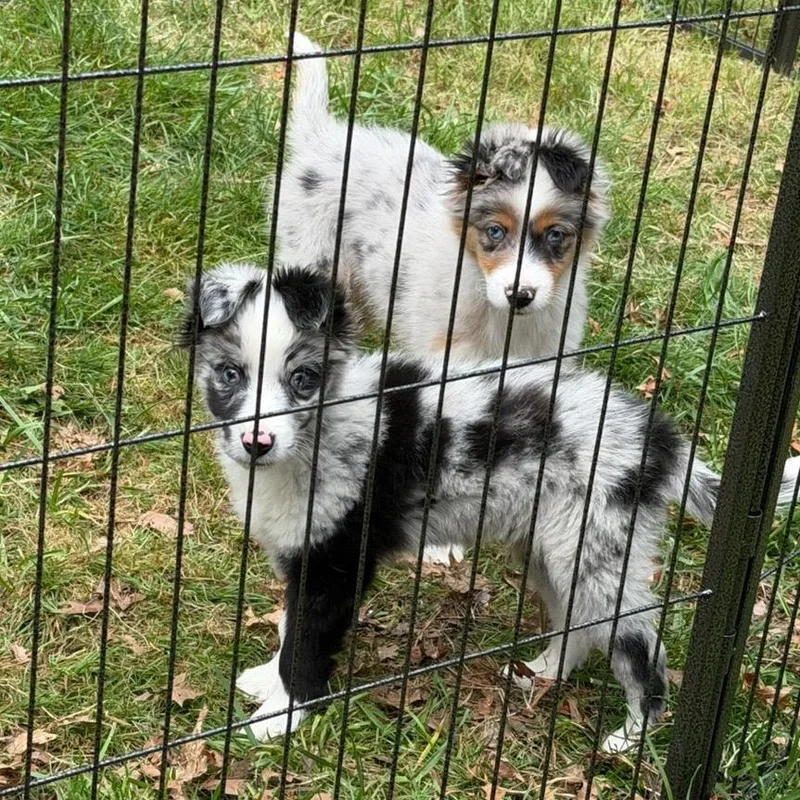 A baby small-sized male Black Australian Shepherd dog named Captain for adoption in Tacoma, WA
