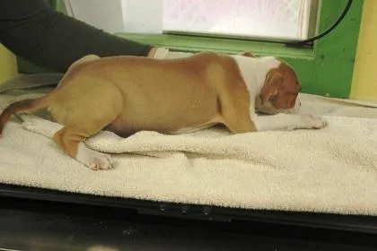 A baby medium-sized female Terrier dog named Prissy for adoption in Picayune, MS