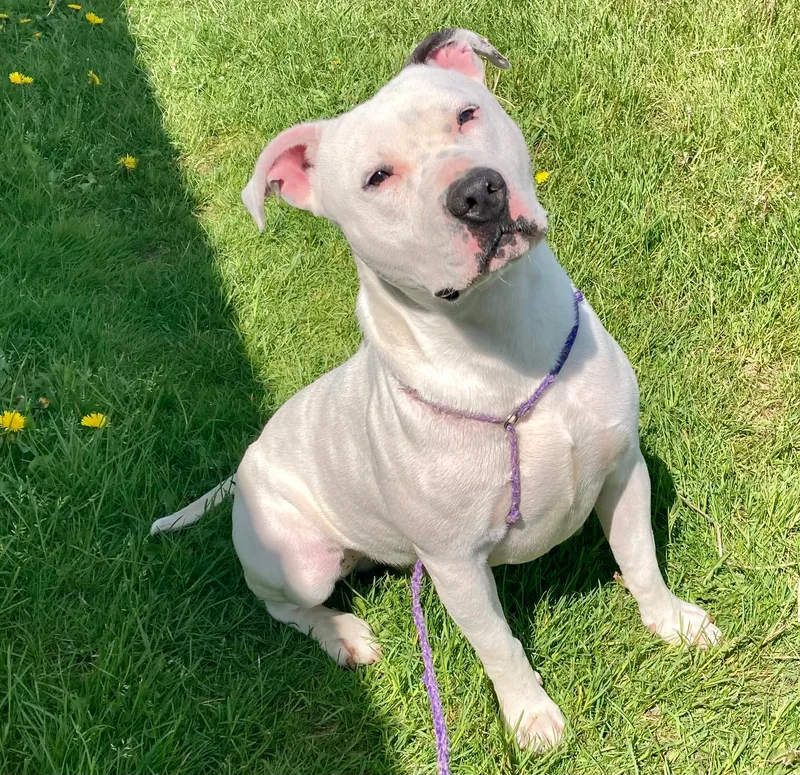 An adult medium-sized male White / Cream Pit Bull Terrier dog named Jax for adoption in Sandusky, MI