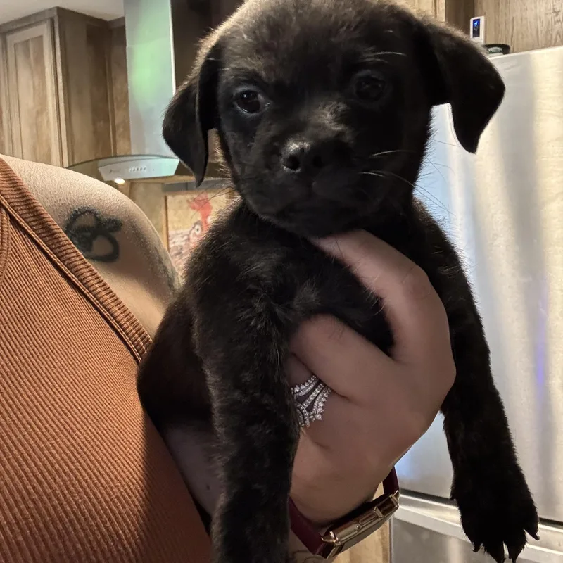 A baby small-sized male Brindle Pekingese dog named Henley for adoption in Crosby, TX