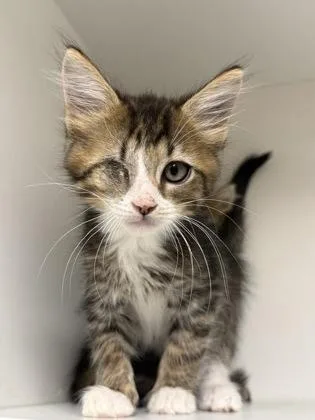 A baby small-sized male Domestic Short Hair cat named Eggplant for adoption in West Chester, PA