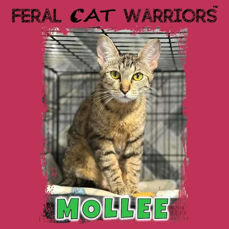 Mollee