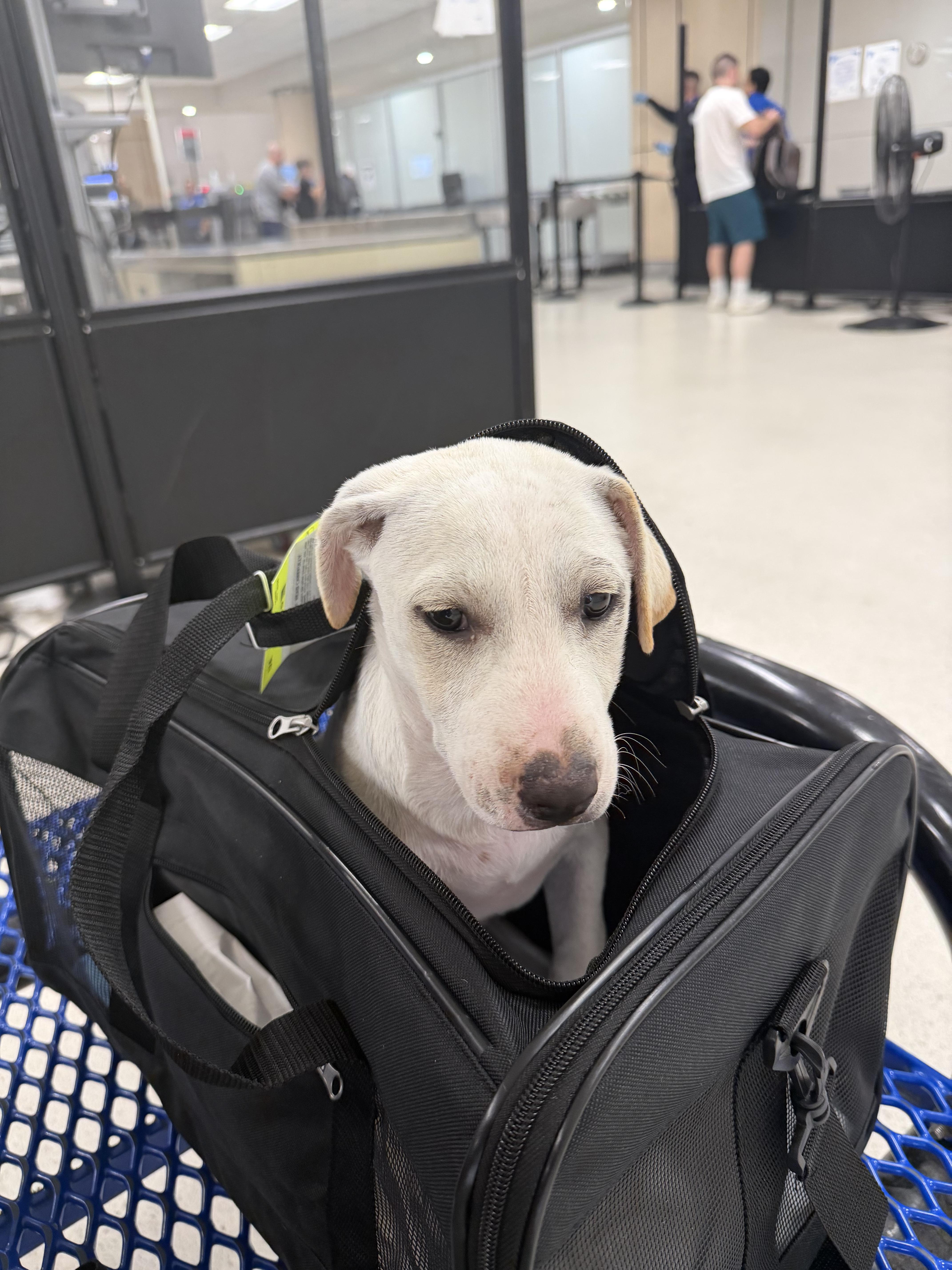 Pearl The Cuddliest