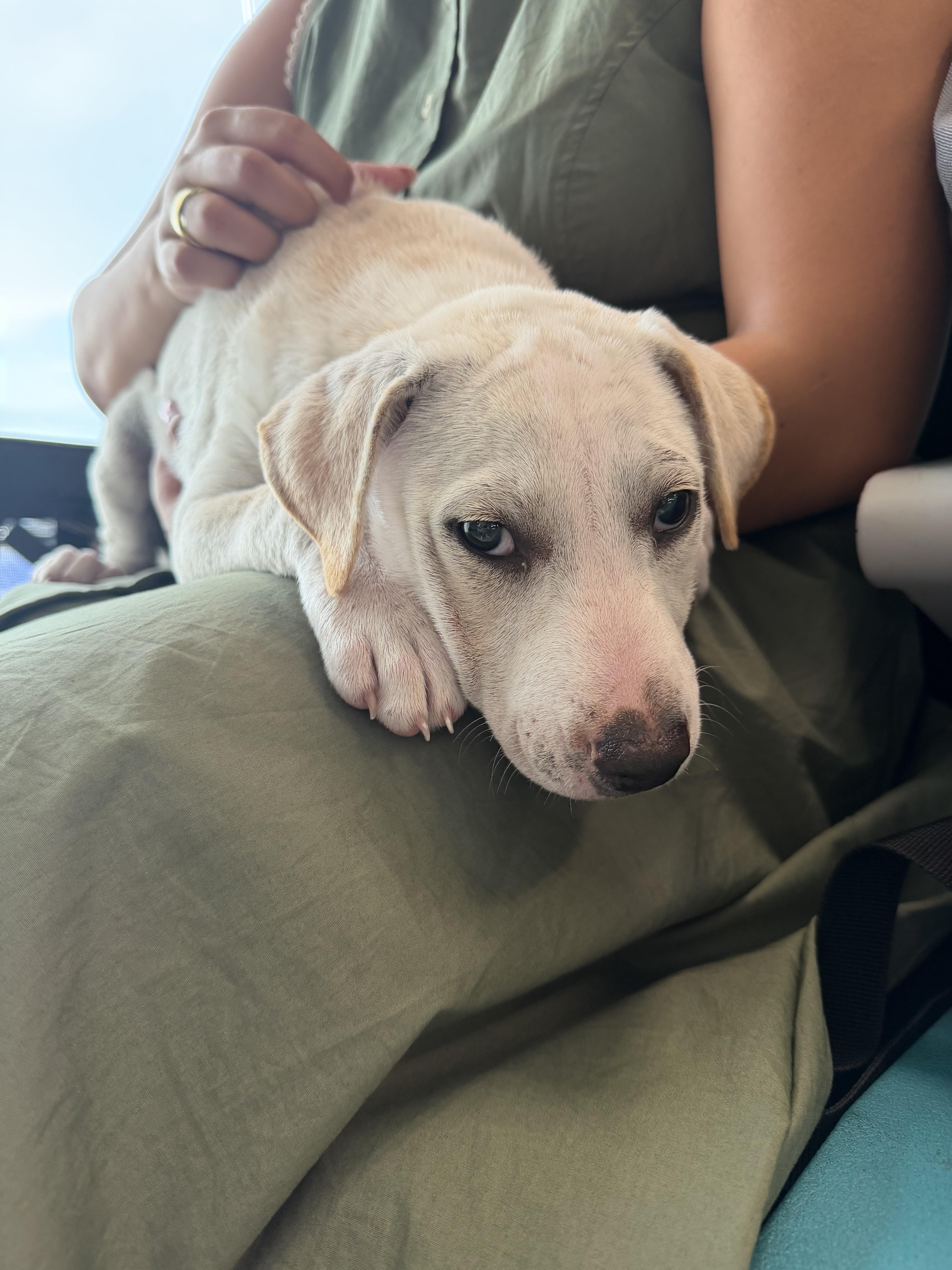 Pearl  The Cuddliest thumbnail 2