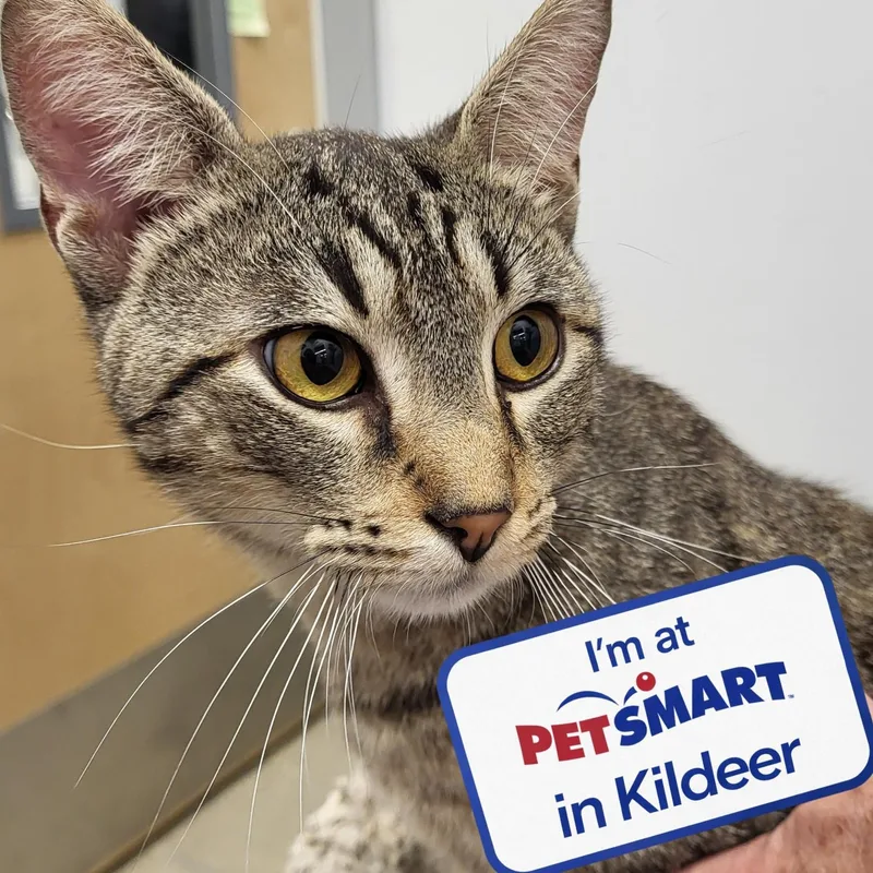 An adult medium-sized male Tabby (Brown / Chocolate) Extra-Toes Cat / Hemingway Polydactyl cat named Bernie for adoption in Grayslake, IL