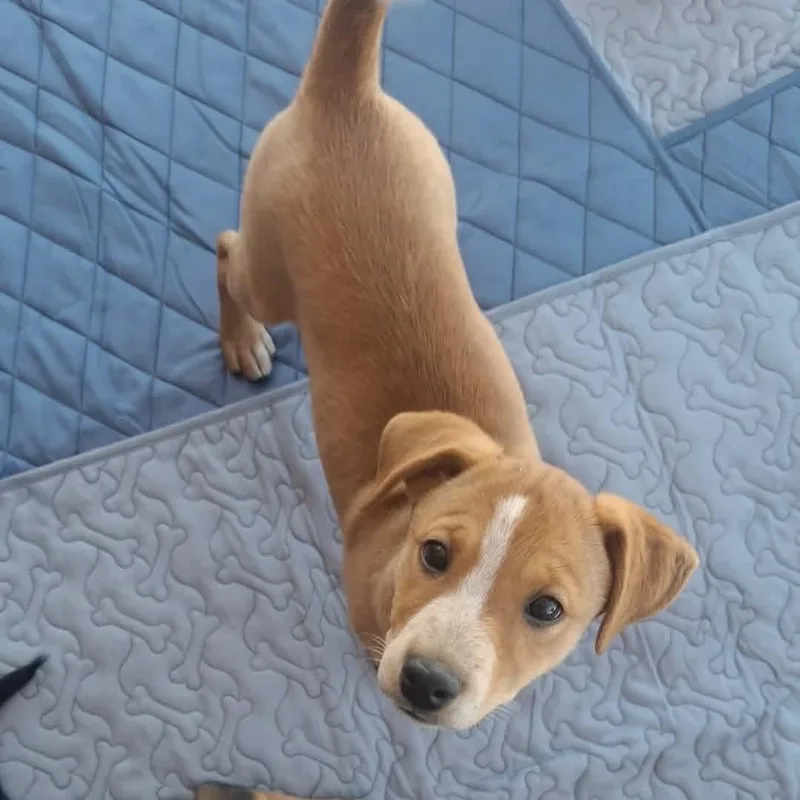 A baby medium-sized female Cattle Dog dog named Bingo for adoption in Sierra Vista, AZ