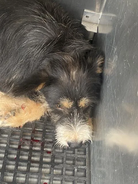 An adult small-sized male Mixed Breed dog named Chase for adoption in Dallas, TX