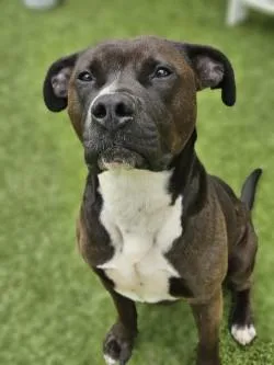 An adult large-sized male Mixed Breed dog named Albert for adoption in Savannah, GA