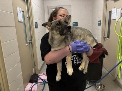 An adult medium-sized female Shepherd dog named Cinderella for adoption in Fishers, IN