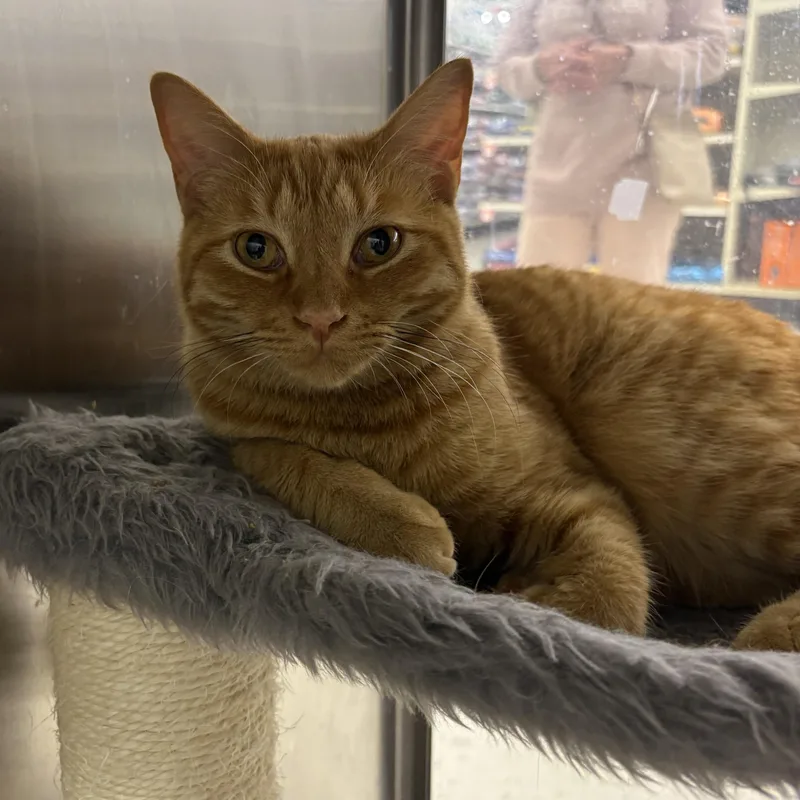 An adult medium-sized male Tabby (Orange / Red) Domestic Short Hair cat named Leo for adoption in North Arlington, NJ