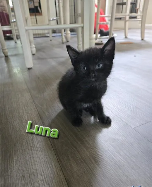 Luna