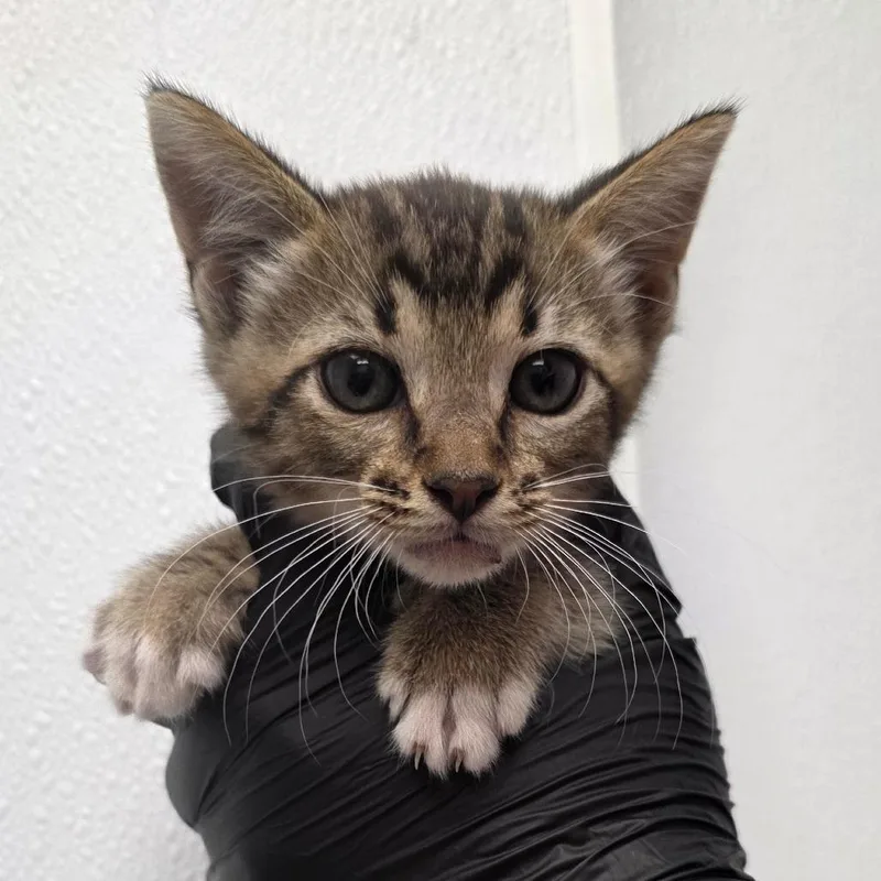 A baby small-sized male Brown / Chocolate Domestic Short Hair cat named Bob for adoption in Abilene, TX