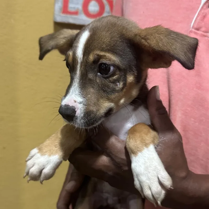 A baby medium-sized male Rat Terrier dog named Polk Local November for adoption in Brookshire, TX