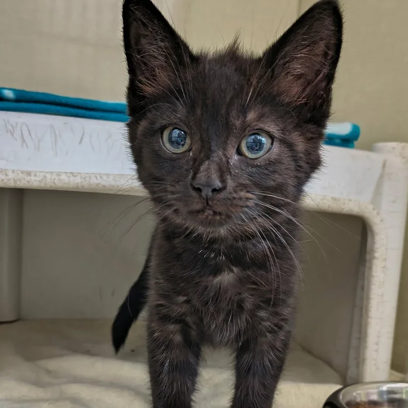A baby medium-sized female Black Domestic Short Hair cat named Roxy for adoption in Saint Marys, PA