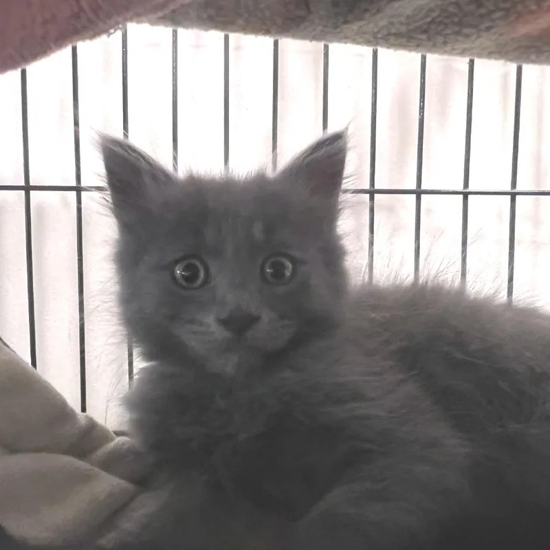 A baby small-sized male Gray / Blue / Silver Domestic Medium Hair cat named Toasted Muffins for adoption in Port Townsend, WA